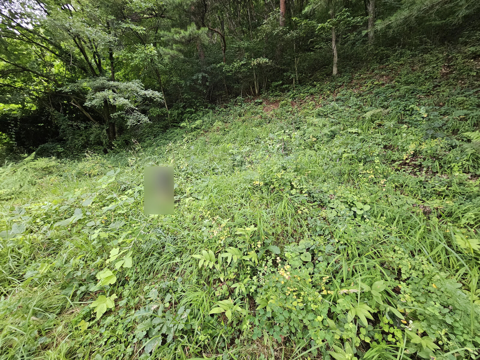 잡초를 정리한 뒤 산소 전체가 깔끔하게 드러난 모습 작업 전 묘역