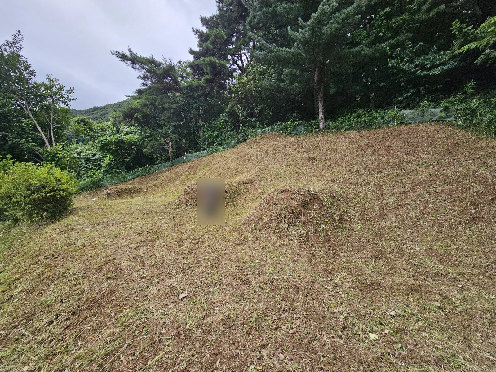 넓은 범위의 묘역이 정리되어 경계가 뚜렷해진 모습 작업 후 정리 완료