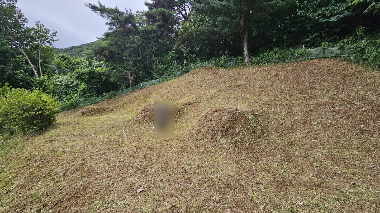 벌초대행 작업 후 정리된 묘역
