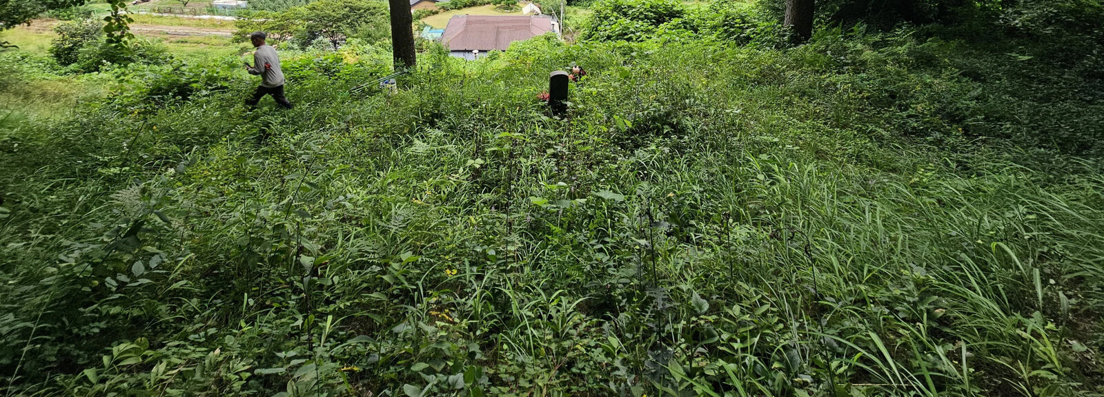 문중 묘역 전체가 정리되어 경계가 뚜렷해진 모습 작업 전 묘역