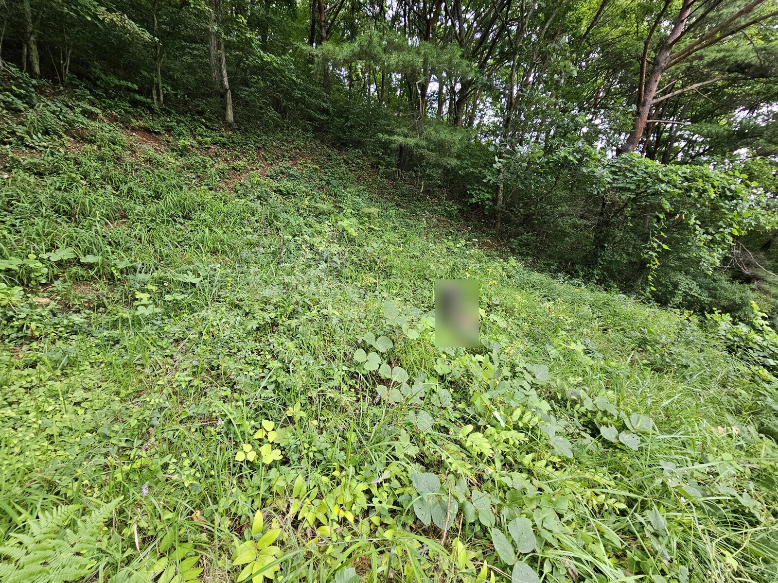 예약을 거쳐 진행되기 전 키 큰 풀과 관목이 우거진 경사면