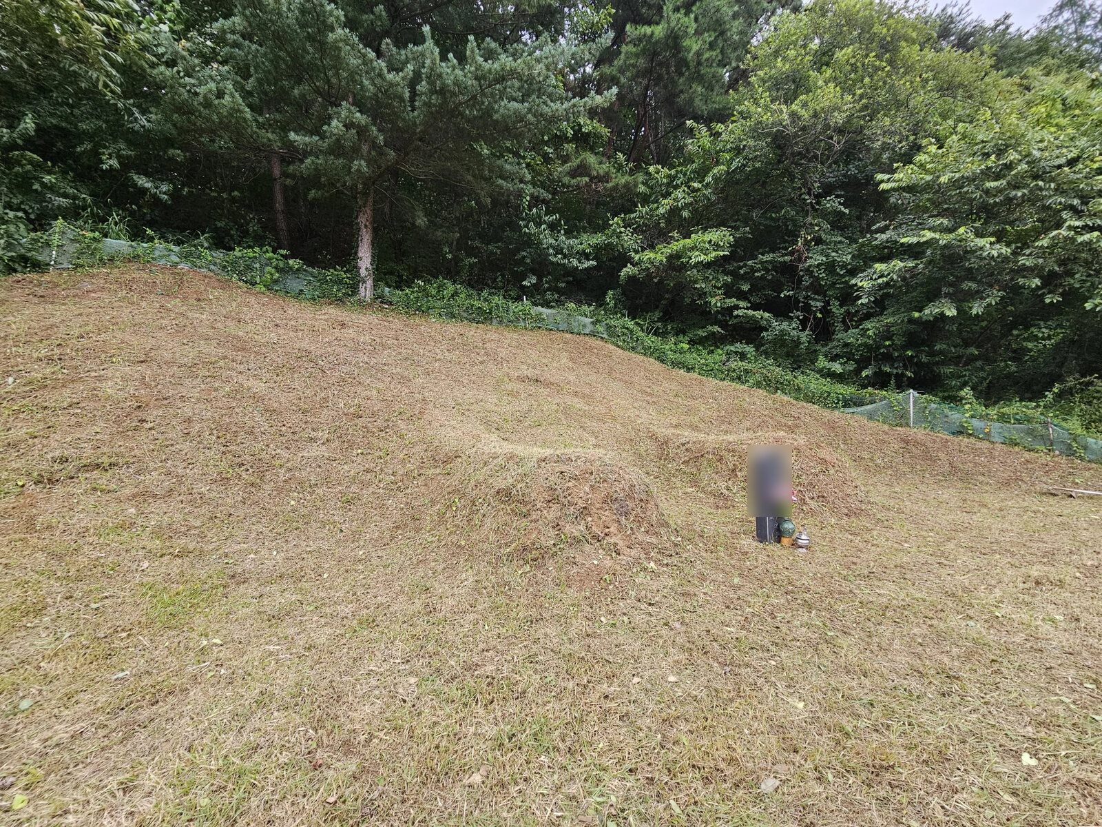 이장 전 정리 후 봉분과 비석들이 나란히 드러나 경계 구분이 쉬워진 가족 묘역